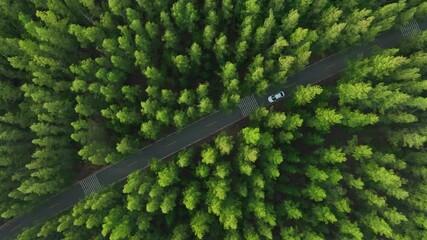Aerial view of dark green forest road and white electric car Natural landscape and elevated roads Adventure travel and transportation and environmental protection concept	