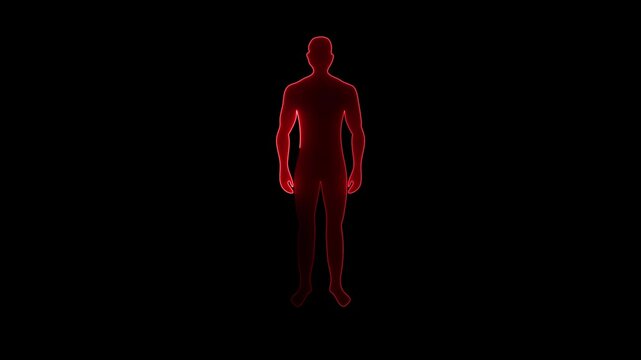  human body muscle anatomy. men body icon animation videos.lement of human anatomy in glowing light effects for medical,