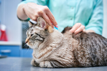 Veterinarian vaccinating a domestic cat