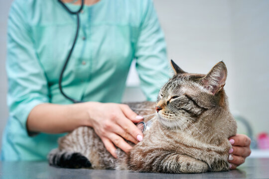 Veterinarian checking a domestic cat with stethoscope at the visit