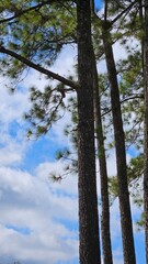 Fototapeta premium trees in the woods