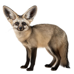Obraz premium Bat Eared Fox AI Generated Image