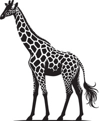 Obraz premium Black Color Giraffe Silhouette Vector Illustration, Solid White Background