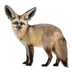 Obraz premium Bat Eared Fox AI Generated Image