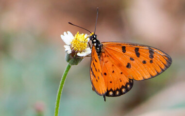 Butterfly on a flower
