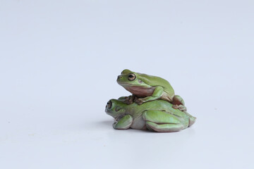 frog on a white baground