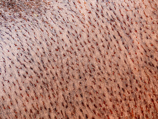 Hippo skin