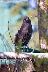 Hawk on a perch in a cage on a spring day at the Anchorage Zoo in Alaska.