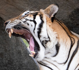 Yawning tiger
