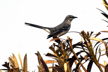 bird on a branch