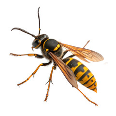 Beewolf Wasp AI Generated Image