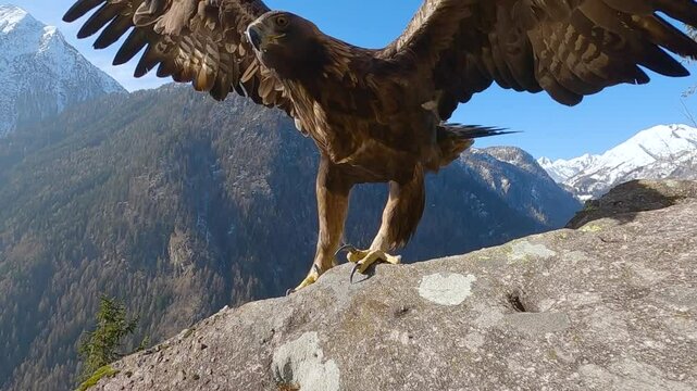 Golden eagle (Aquila chrysaetos) Aquila reale