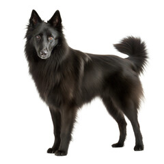 Fototapeta premium Belgian Sheepdog AI Generated Image