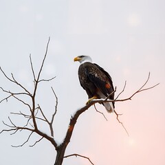 golden eagle on branch