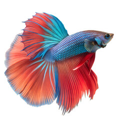 Fototapeta premium Betta Fish AI Generated Image