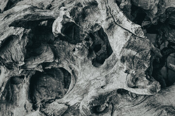 Beautiful dark and grungy faded black and white photo of a textured wood of a giant tree in closeup.
