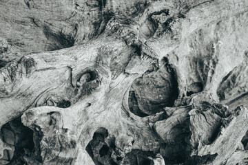 Beautiful dark and grungy faded black and white photo of a textured wood of a giant tree in closeup.