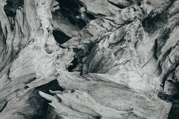 Beautiful dark and grungy faded black and white photo of a textured wood of a giant tree in closeup.