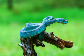 blue snake on wooden branch