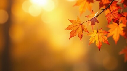 Autumnal foliage glowing in the soft sunlight, exhibiting vibrant hues of orange and red