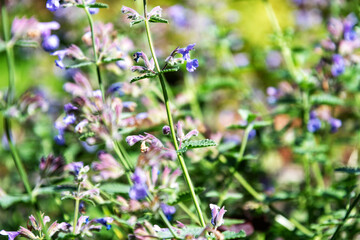A close-up shot captures the delicate beauty of catnip flowers in full bloom, bathed in the warm glow of sunlight