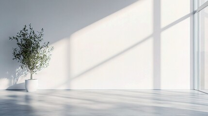 Obraz premium Sunlit Minimalist Interior: A serene minimalist interior space is bathed in sunlight, featuring a potted olive tree casting shadows on a blank wall. The scene offers a sense of calm and tranquility.