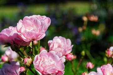Delicate pink roses in full bloom, showcasing their soft petals and buds. Beauty of nature in a serene and peaceful setting