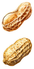Peanut harvesting process agricultural field natural environment close-up nut cultivation insights