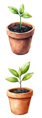 Growing green plants in terracotta pots home garden natural environment close-up view plant care concepts