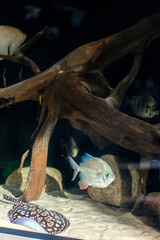 Mother of pearl fish of different species in a dark aquarium