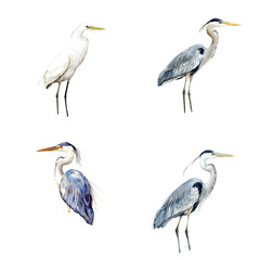 Elegant heron species display nature reserve wildlife art tranquil environment artistic viewpoint conservation concept