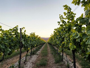 Sunset Vineyard Rows with Lush Green Grape Vines