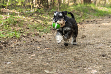 Dog's woodland adventure unfolds - Miniature schnauzer sprints with green ball on forest trail