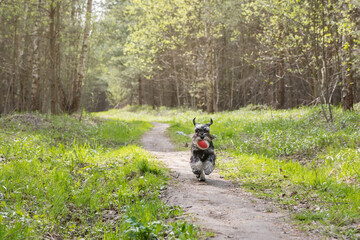 Miniature schnauzer explores woodland trail - Black dog carries red ball through spring forest path