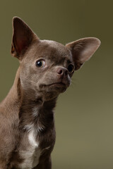 Cute lilac Chihuahua dog on a green background and looking at the camera