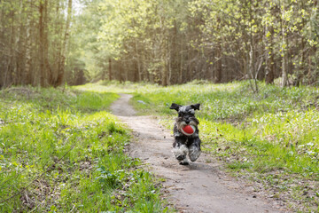 Dog carries prize through nature trail - Miniature schnauzer navigates sunlit forest path with red ball
