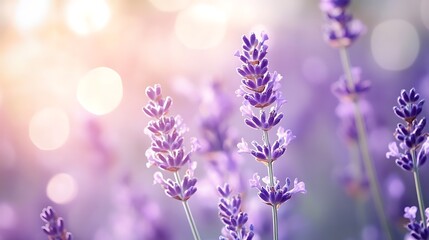 Obraz premium elegant purple fabric in flowing soft texture