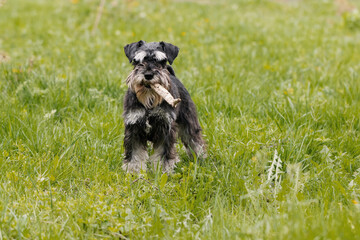 Branch carrying mission in spring meadow. Miniature schnauzer trots through tall grass with stick in mouth