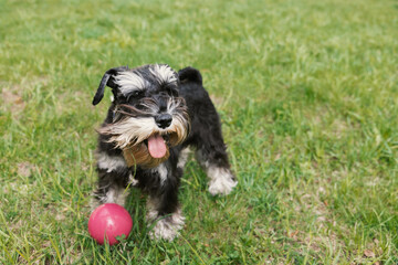 Miniature schnauzer chasing ball. Playful dog enjoys outdoor game on green lawn
