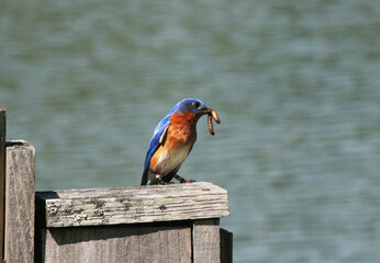 Eastern Blue Bird catching its prey