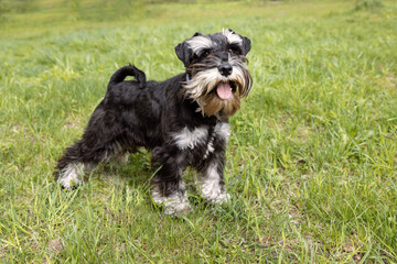 Miniature schnauzer standing in meadow. Black and silver puppy enjoys outdoor moment
