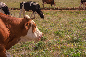 Close-Up of Cows in a rural pasture with grazing herd in the background. Farm scene featuring livestock grazing on a sunny day in a natural grassland.