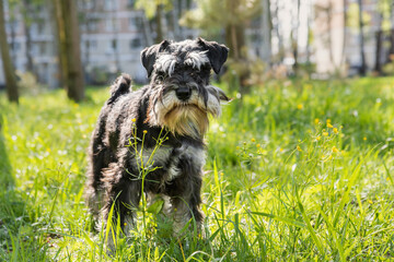 Miniature schnauzer inspects spring garden. Dog scans urban park surrounded by yellow wildflowers