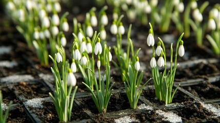 Delicate Snowdrop Flowers Peeking Out from Rich Soil in a Greenhouse Environment, Symbolizing New Beginnings and the Arrival of Spring Season