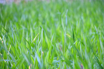 closeup of small growing wheat background, green grass backdrop