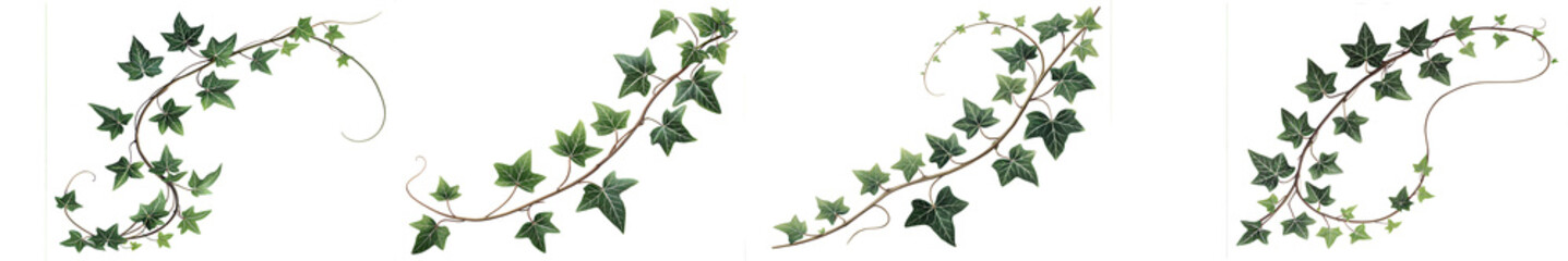 Set of green leaves from Javanese tree vine or grape ivy plants (Cissus spp.), a jungle vine and hanging ivy plant bush foliage, isolated on a white background with a clipping path.