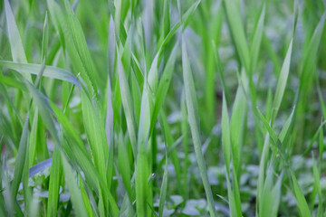 closeup of small growing wheat background, green grass backdrop