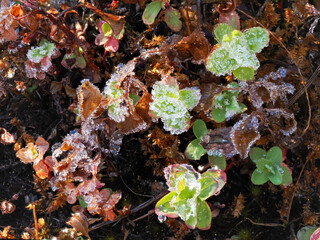 A tree branch in the winter garden is covered with frost and hoarfrost