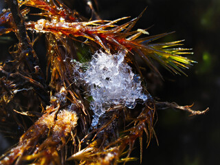Obraz premium A tree branch in the winter garden is covered with frost and hoarfrost