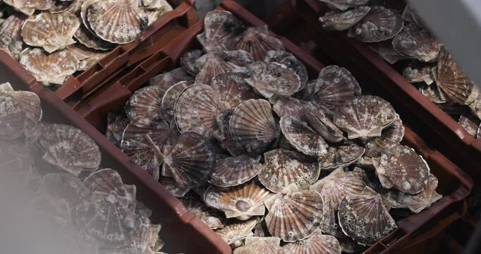 Cases of scallops freshly fished